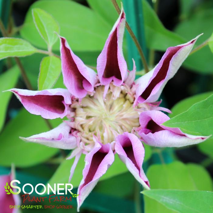 JOSEPHINE™ CLEMATIS