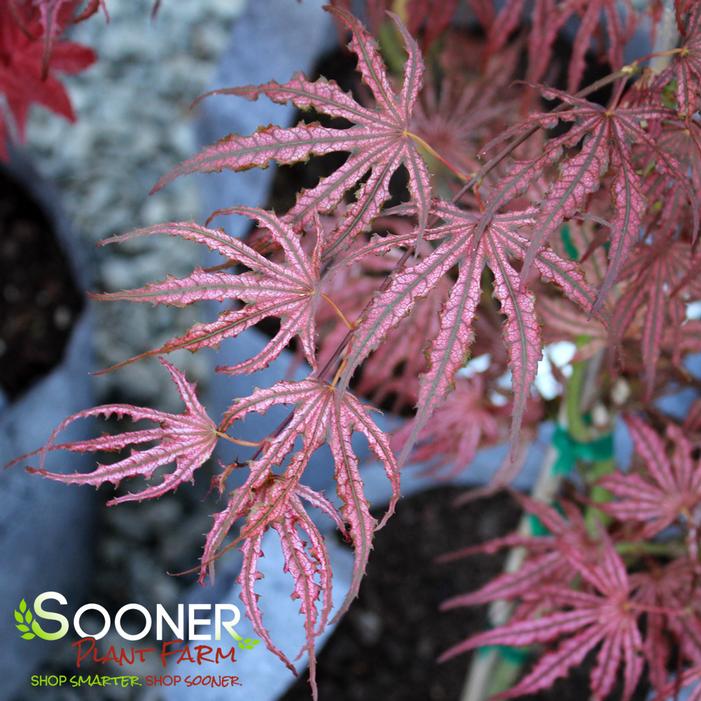 MIKAZUKI UPRIGHT JAPANESE MAPLE