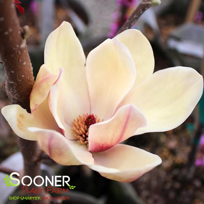 SUNSATION MAGNOLIA
