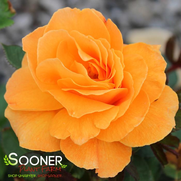 VAVOOM™ FLORIBUNDA ROSE
