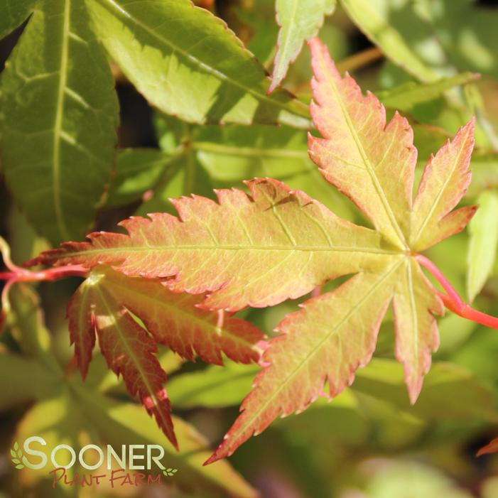 KATSURA UPRIGHT JAPANESE MAPLE