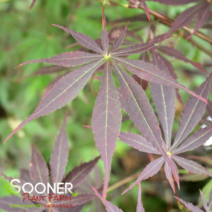 SUMINAGASHI UPRIGHT JAPANESE MAPLE