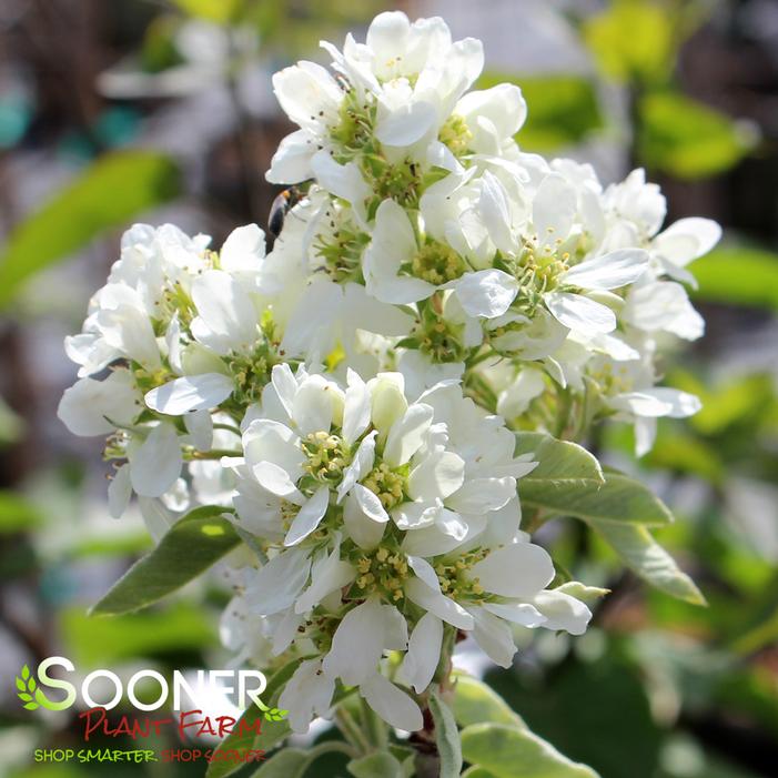 REGENT SERVICEBERRY