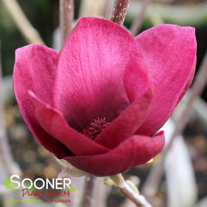 GENIE MAGNOLIA