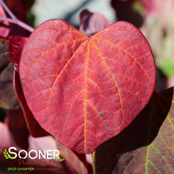 HEARTS A'FIRE™ REDBUD