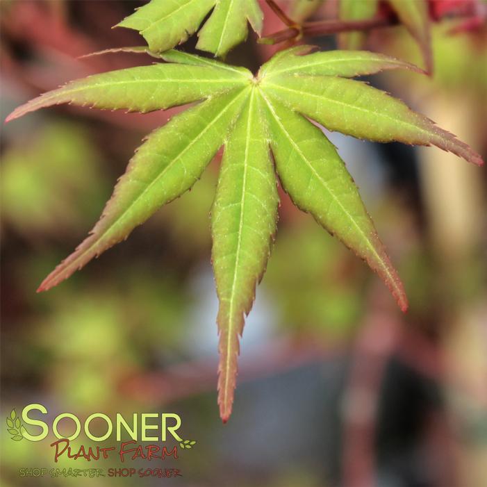 SIR DAMON CORAL BARK UPRIGHT JAPANESE MAPLE