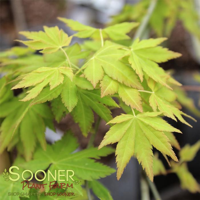 DRAGON MASTER DWARF WEEPING JAPANESE MAPLE