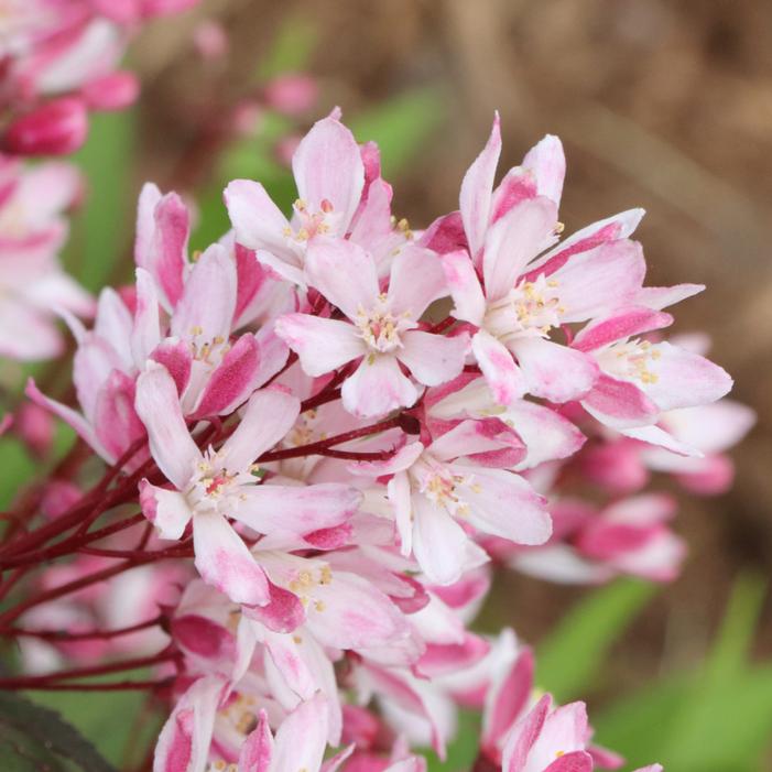 YUKI CHERRY BLOSSOM® 2.0 DEUTZIA