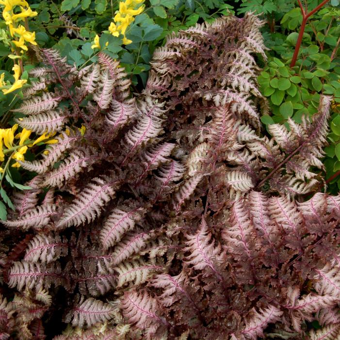 BURGUNDY LACE JAPANESE PAINTED FERN