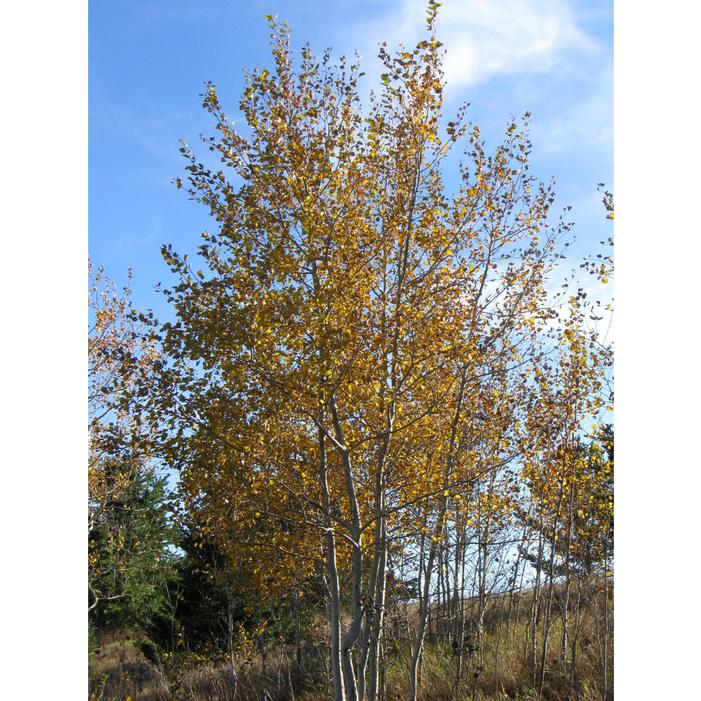 PRAIRIE GOLD® ASPEN