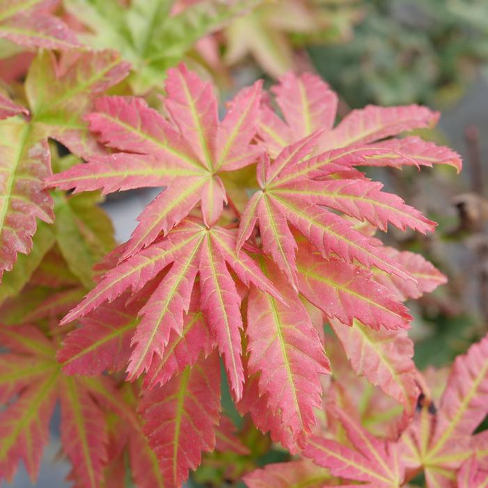 HOT CHANA® JAPANESE MAPLE