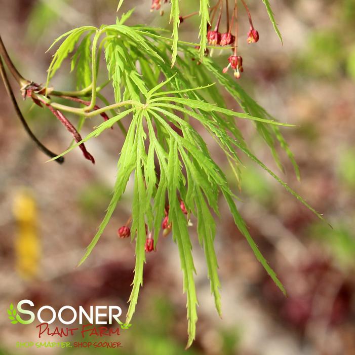 VIRIDIS WEEPING JAPANESE MAPLE