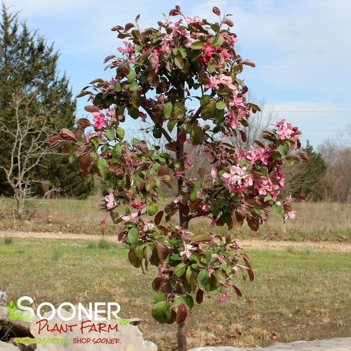 ROBINSON CRABAPPLE