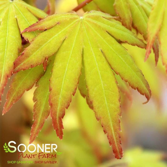 ORANGE DREAM UPRIGHT JAPANESE MAPLE