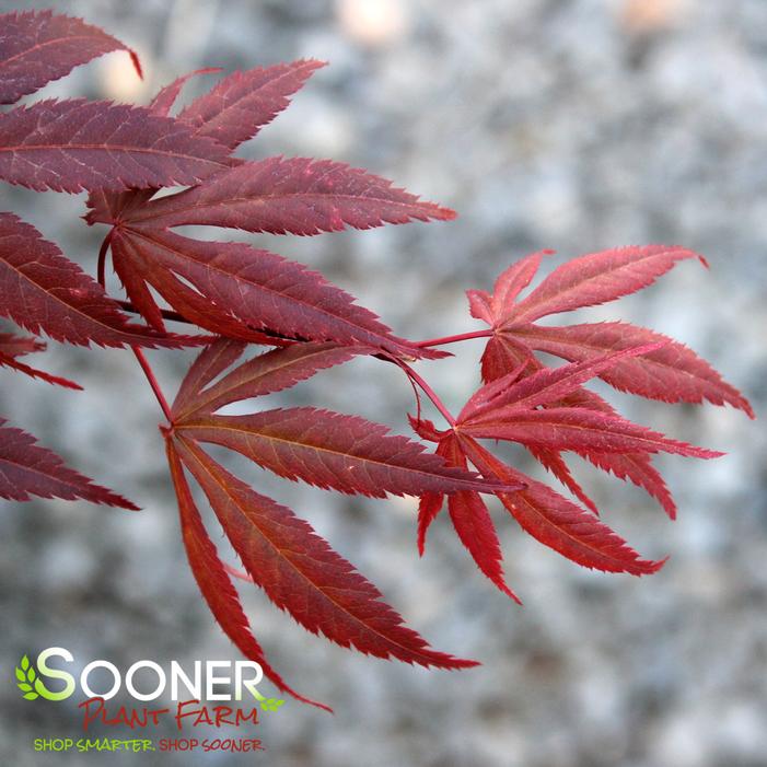 SUMINAGASHI UPRIGHT JAPANESE MAPLE