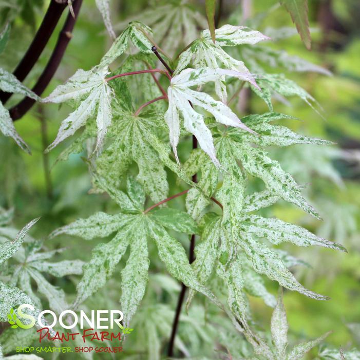 FLOATING CLOUD UPRIGHT JAPANESE MAPLE