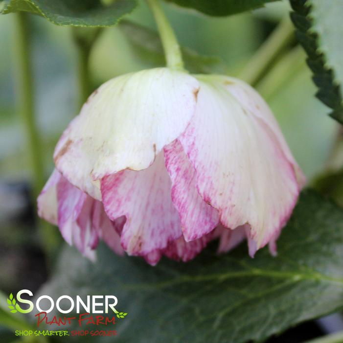 WEDDING PARTY® BLUSHING BRIDESMAID LENTEN ROSE