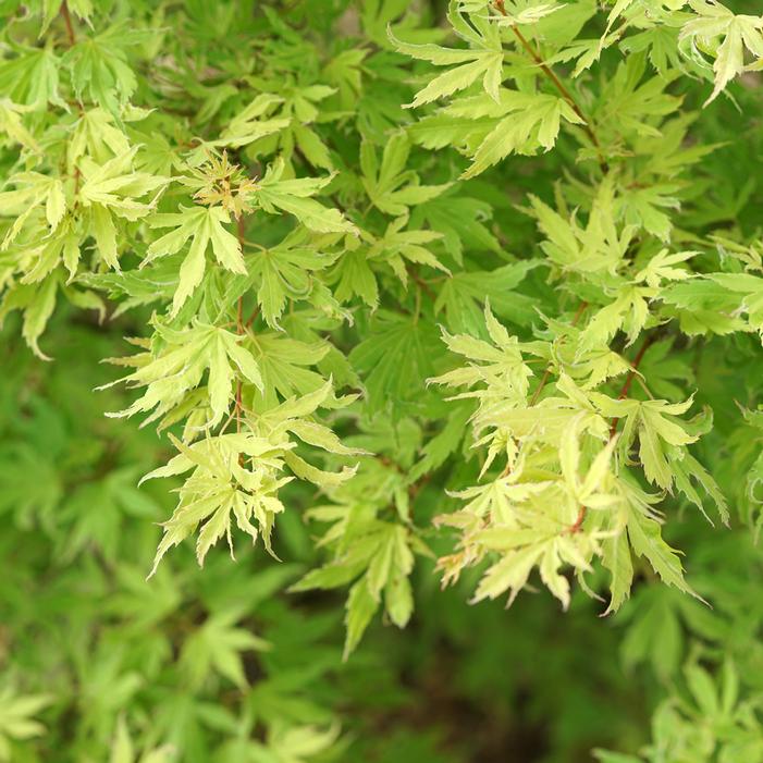 METAMORPHOSA® UPRIGHT JAPANESE MAPLE