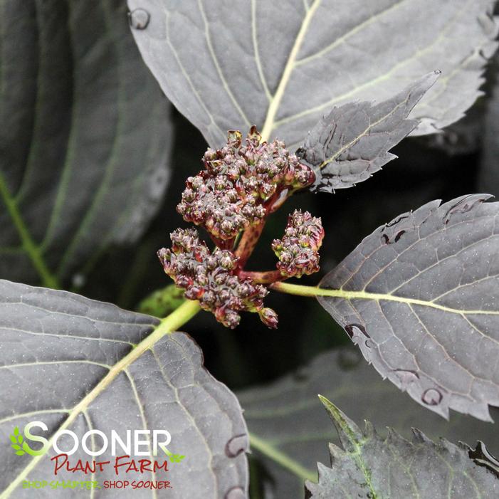 ECLIPSE® HYDRANGEA