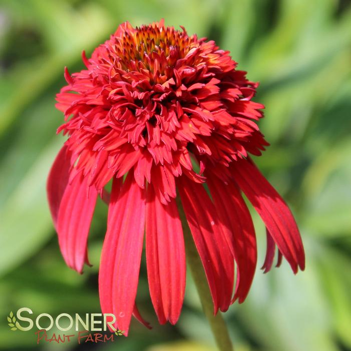 HOT PAPAYA CONEFLOWER