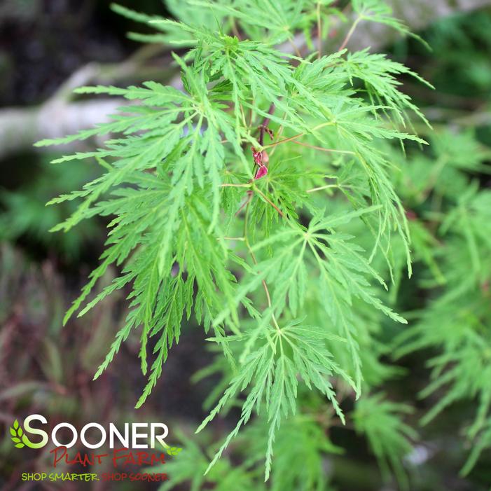SEIRYU UPRIGHT JAPANESE MAPLE