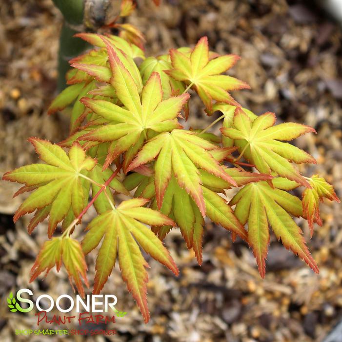 ORANGE DREAM UPRIGHT JAPANESE MAPLE
