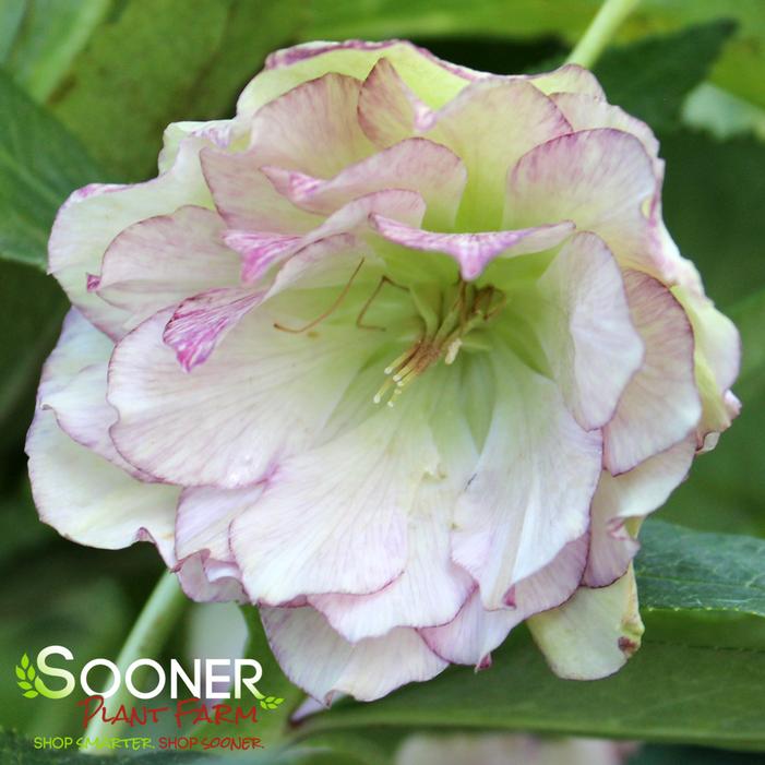 WEDDING PARTY® BLUSHING BRIDESMAID LENTEN ROSE