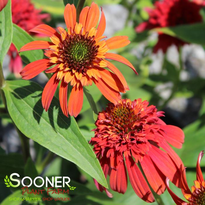 HOT PAPAYA CONEFLOWER