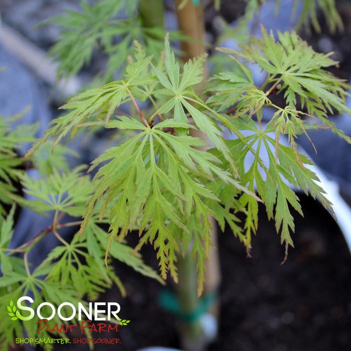 SEIRYU UPRIGHT JAPANESE MAPLE