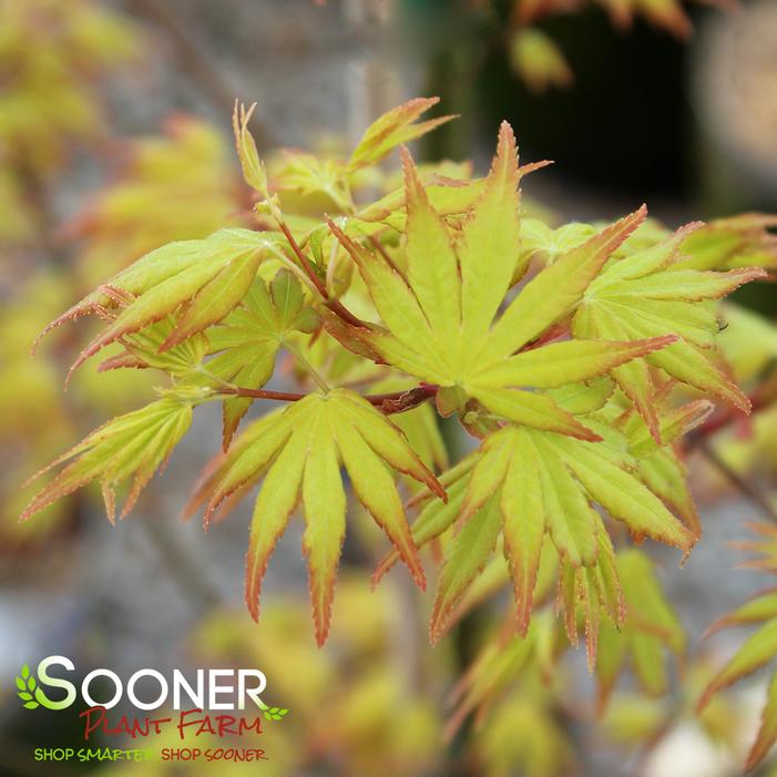 ORANGE DREAM UPRIGHT JAPANESE MAPLE