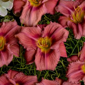 ROSY RETURNS DAYLILY