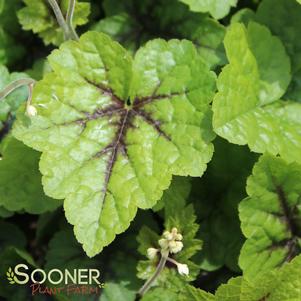 <em>Tiarella</em> BRANDYWINE FOAM FLOWER: 