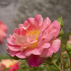 OSO EASY® STRAWBERRY CRUSH ROSE