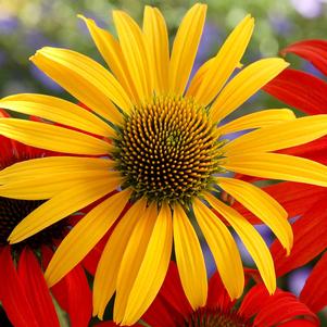 MAC 'N CHEESE CONEFLOWER