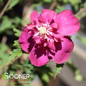 <em>Hibiscus</em> AMPLISSIMUS RED DOUBLE ALTHEA: 