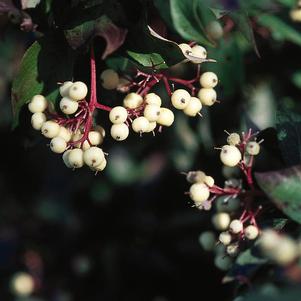 <em>Cornus</em> MUSKINGUM DOGWOOD: 