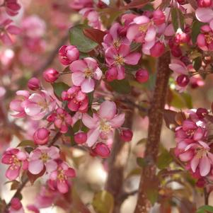 Malus x 'Thunderchild'