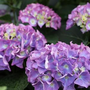 CITYLINE® RIO HYDRANGEA