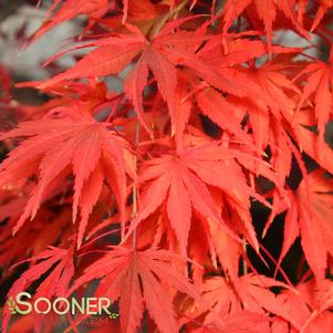 <em>Acer</em> TIGER ROSE UPRIGHT JAPANESE MAPLE: 