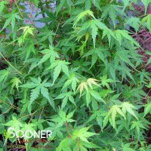 SHIGARAMI JAPANESE MAPLE