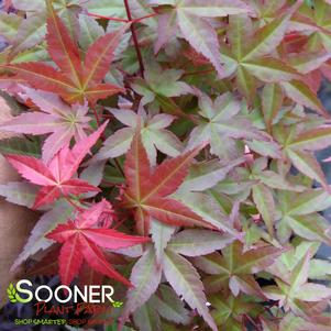 SHISHIO IMPROVED UPRIGHT JAPANESE MAPLE