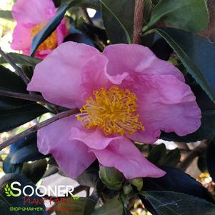 WINTER'S STAR CAMELLIA