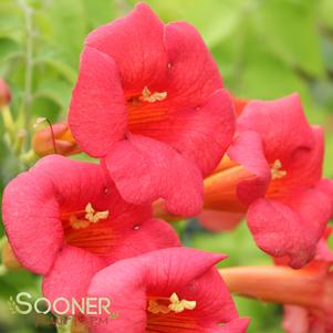 MADAME ROSY® TRUMPET VINE