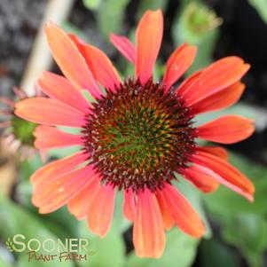 FIREBIRD CONEFLOWER