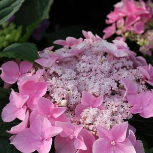 <em>Hydrangea</em> LET'S DANCE® STARLIGHT HYDRANGEA: 