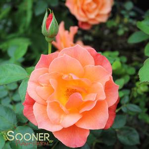 <em>Rosa</em> LIVIN' EASY SHRUB ROSE: 