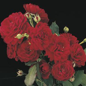 ALL ABLAZE CLIMBING ROSE