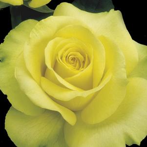 ST. PATRICK HYBRID TEA ROSE