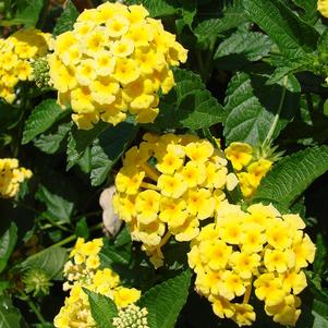 CHAPEL HILL YELLOW LANTANA