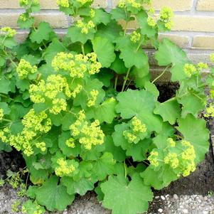 THRILLER LADY'S MANTLE